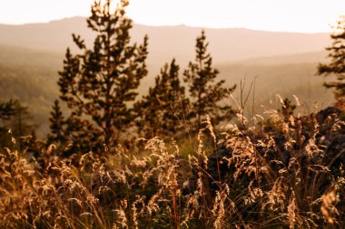 günbatımı güneş ışığı altında ön planda dağın zirvesinde yüksek çimen