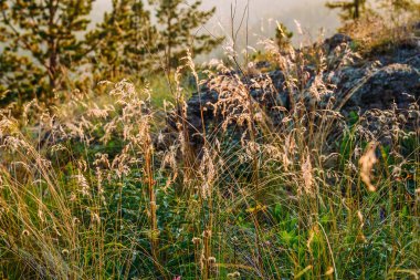 ön planda dağlar yaz aylarında çim