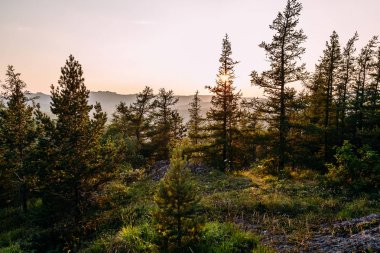 çam ormanı yüksek dağlarda yaz, yumuşak günbatımı güneş akşam