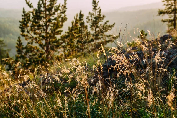 Högt Gräs Solljus Sommaren — Stockfoto