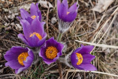 Sarı bir çekirdek ile güzel mor kardelen kuru ot ilkbaharda büyümeye
