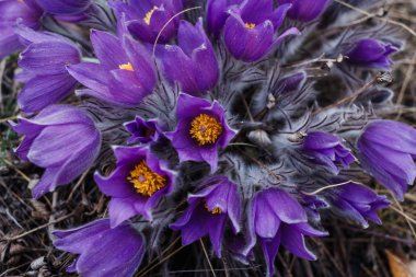 Baharda yerde büyüyen Bush güzel taze kardelen