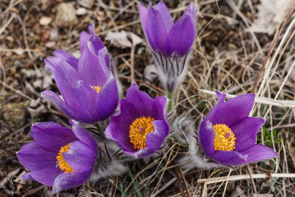 güzel mor kardelen kuru ot ilkbaharda büyümeye