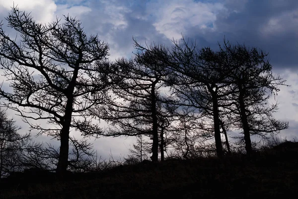 scary black dry trees, shot in a dark key, scary silhouettes of huge trees