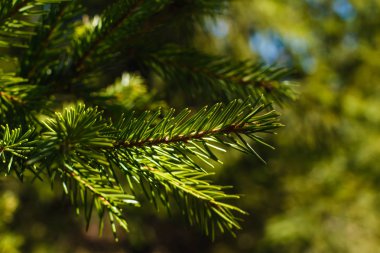 arka plan bahar bulanık dallarda genç yeşil çam ağacı