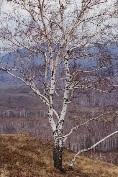 Береза Без Листьев Фото