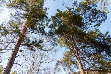 Mavi gökyüzü, çam ağaçları yüksek üstleri bahar