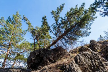 Büyük çam dağlar, doğa düştü