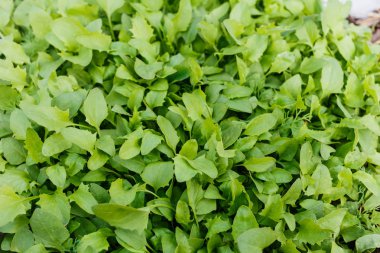 Bahçe çilekli ıspanak