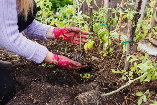 Женщина в грязных садовых перчатках пересаживает большие саженцы помидоров в саду — стоковое фото