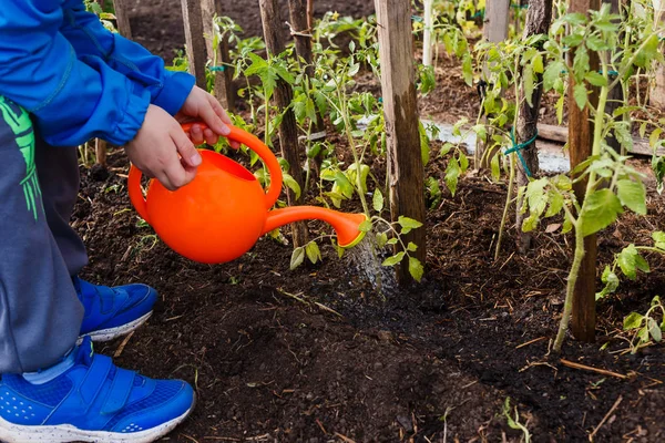 Ребенок поливает томатные саженцы из маленькой банки апельсинового полива в саду — стоковое фото