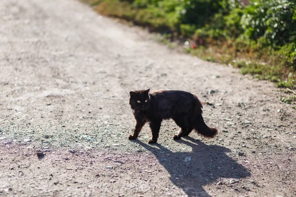 black cat runs across the road