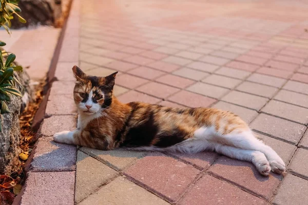 Tříbarevná kočka leží na chodníku — Stock fotografie