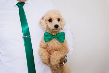 küçük bir kaniş köpek yavrusu