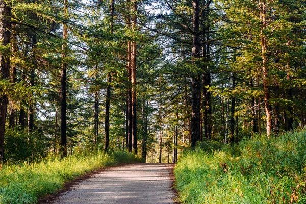 El camino que conduce al bosque de pinos —  Fotos de Stock