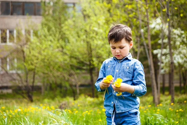 Четырехлетний мальчик весной собирает одуванчики на газоне — стоковое фото