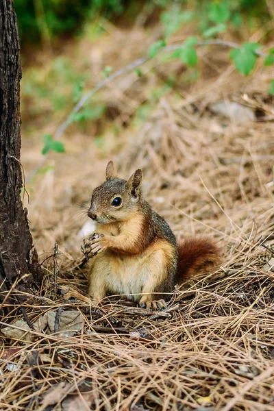 Scoiattolo Nut rosicchia — Foto Stock