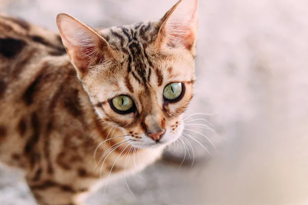 Ojos verdes tabby —  Fotos de Stock