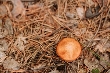 kuru yaprakları üzerinde kahverengi mantar