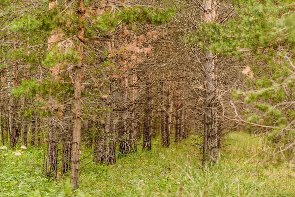 Bosque de pinos en verano —  Fotos de Stock