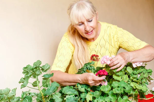 Fifty-year-old woman cares for pelargonium