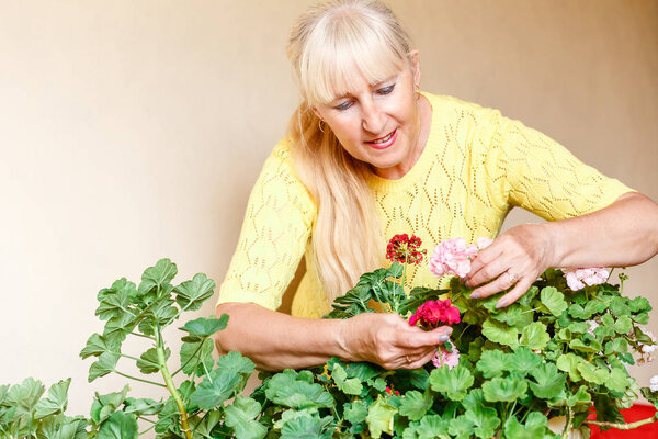 Пятьдесят-летняя женщина заботится о пеларгонии
