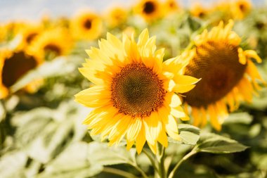 yaz alanında çiçeklenme büyük parlak ayçiçeği