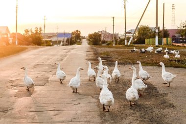 beyaz kazlar köyde yolda yürümek
