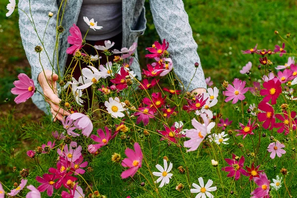 女性は庭で花を摘む — ストック写真