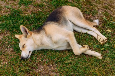 Küçük Köpek Çoban Çim üzerinde uyur