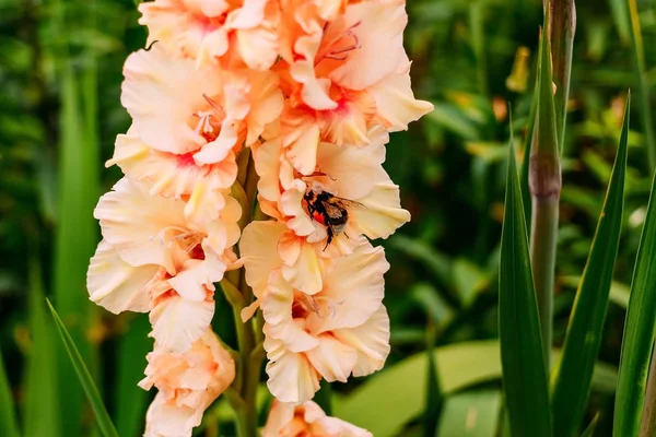 Delicate orange gladiolus and fluffy bumblebee in the garden — Stock Photo, Image