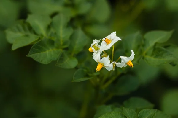 Branco amarelo flores de batata no fundo borrado — Fotografia de Stock