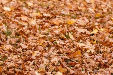 düşmüş güzel turuncu akçaağaç yaprakları, arka plan