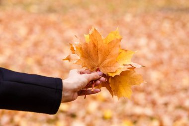 El sarı akçaağaç yaprakları