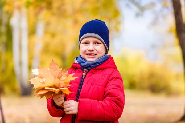 Шестилетний мальчик держит кленовые желтые листья на размытом осеннем фоне — стоковое фото