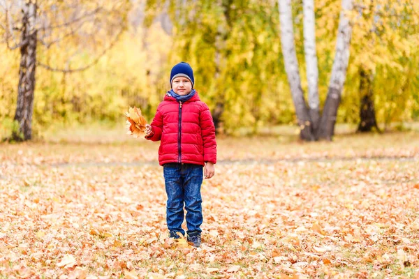 Un bambino di sei anni in giacca rossa e jeans con foglie d'acero in mano in autunno — Foto Stock