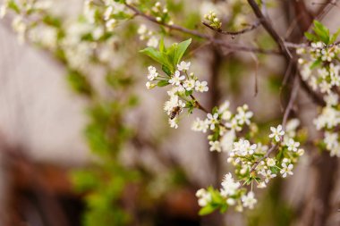 küçük arı beyaz çiçekleri tozlaştırıcı
