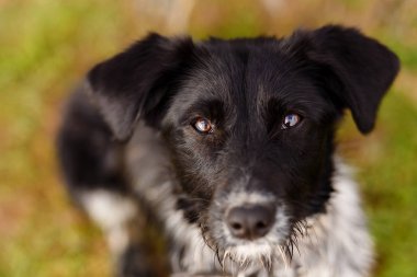 Siyah köpeğin namlusu yakın