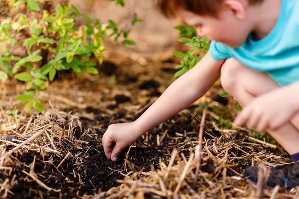 Пятилетний мальчик сажает семена гороха в землю в саду — стоковое фото