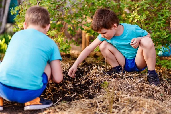 Дети посадили семена гороха в землю — стоковое фото