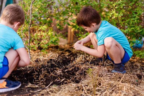 Дети сеют семена в землю — стоковое фото