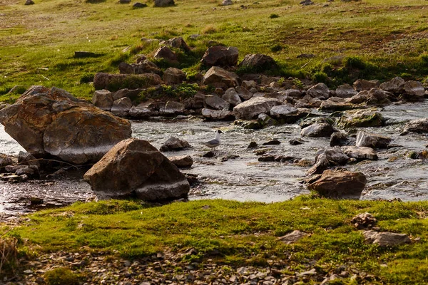 Un grande gabbiano sorge su una pietra su un piccolo fiume di montagna — Foto Stock