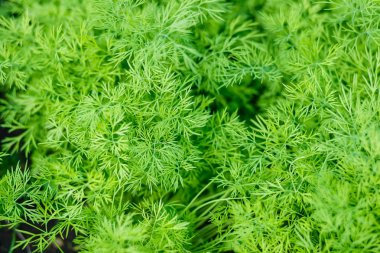 Taze rezene Yeşiller