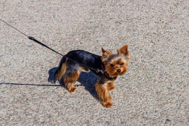 Tasmalı küçük yakışıklı Yorkshire Teriyeri