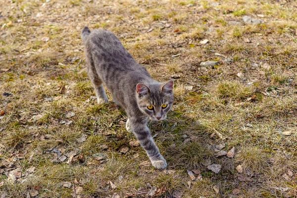 Gato gris de ojos amarillos en la hierba — Foto de Stock