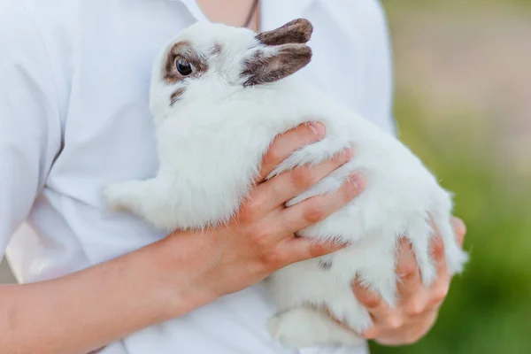 Weiße Haustierkaninchen Mit Grauen Ohren Den Händen Des Babys Schließen — Stockfoto