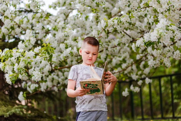 A seven-year-old boy flips through a book in the street. flowering apple orchard