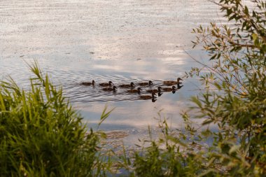 Yazın nehirde bir ördek sürüsü yüzer. Anne ördek ve yavru ördek.