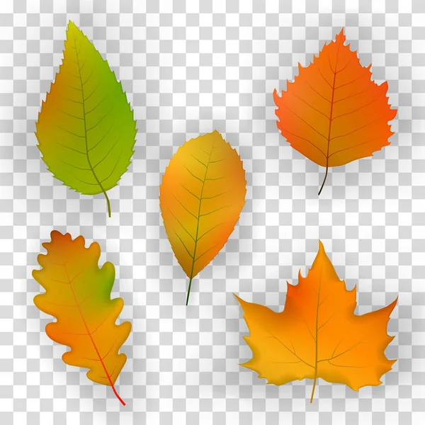 Set of colorful autumn leaves. — Stock Vector