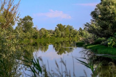 Bir orman göl manzara.
